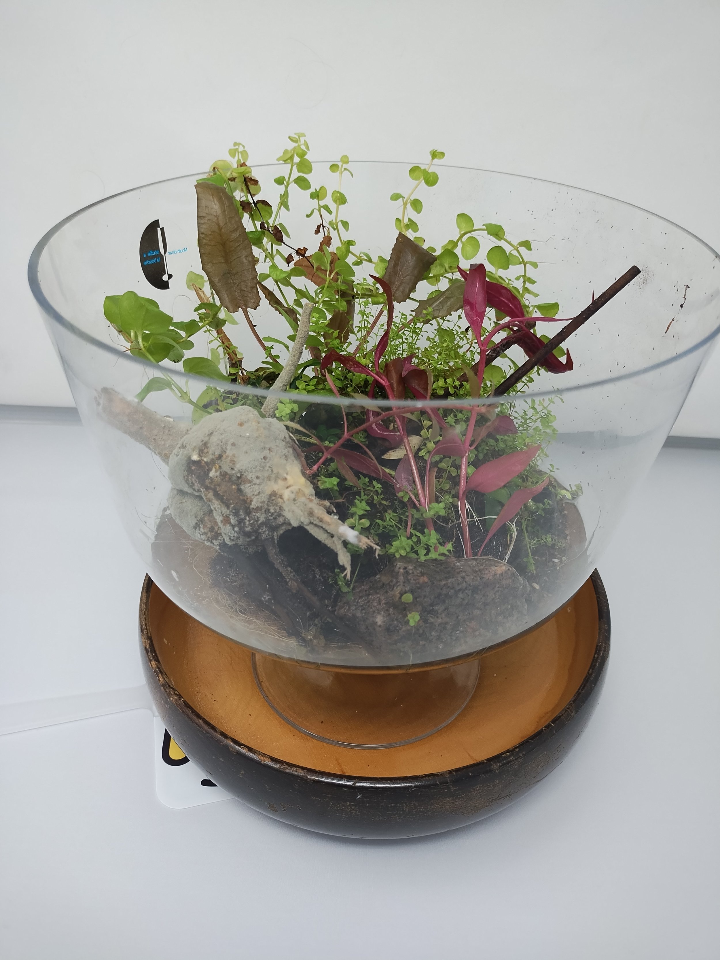 2024 Wabi Kusa Winners | Explore Winners Today! — Chicago Aquatic